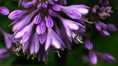 Kübelpflanzen Schatten