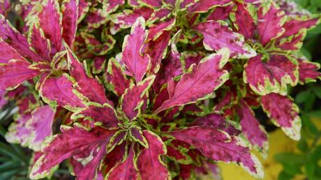 Kübelpflanzen Schatten