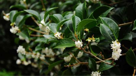 Kübelpflanzen Schatten