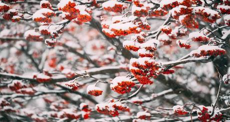 Winterharte Balkonpflanzen