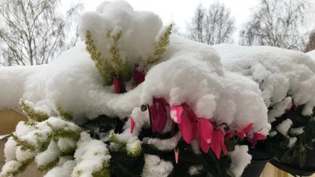 Winterharte Balkonpflanzen