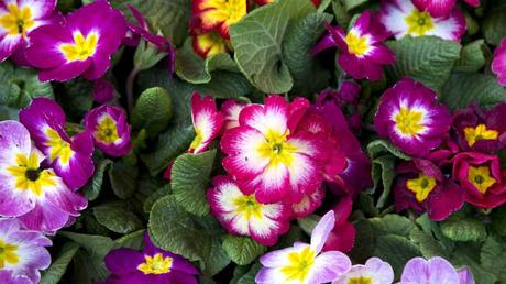 Winterharte Balkonpflanzen