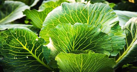 Winterharte Balkonpflanzen