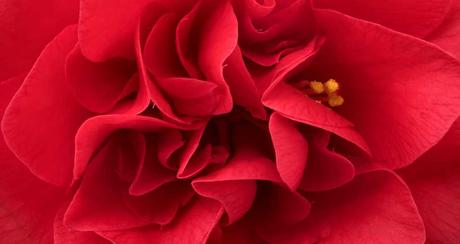 Winterharte Balkonpflanzen