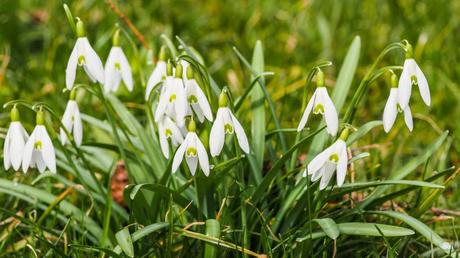 Winterharte Balkonpflanzen