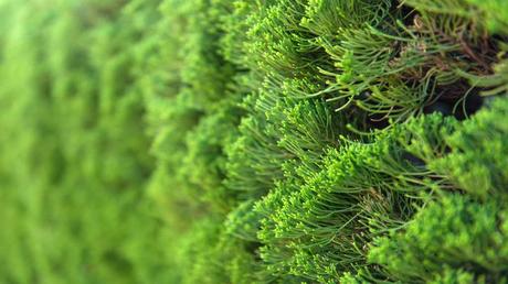 Winterharte Balkonpflanzen