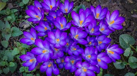 Winterharte Balkonpflanzen