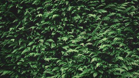 Winterharte Balkonpflanzen