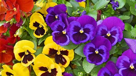 Winterharte Balkonpflanzen