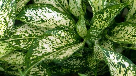 Beliebte Zimmerpflanzen