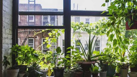 Beliebte Zimmerpflanzen