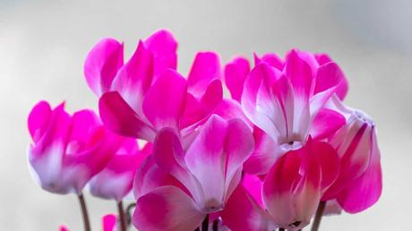 Beliebte Zimmerpflanzen