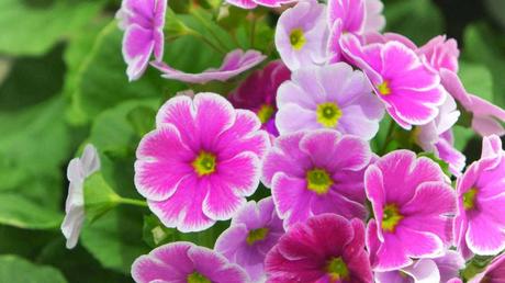 Beliebte Zimmerpflanzen