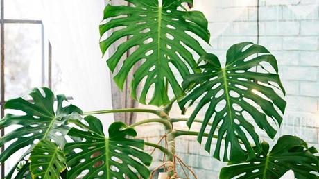 Beliebte Zimmerpflanzen