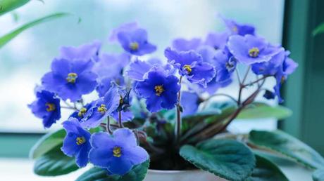 Beliebte Zimmerpflanzen