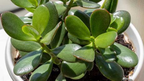 Beliebte Zimmerpflanzen