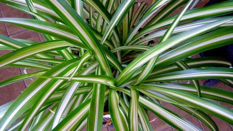 Beliebte Zimmerpflanzen