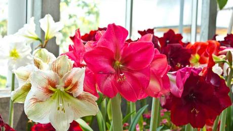 Beliebte Zimmerpflanzen