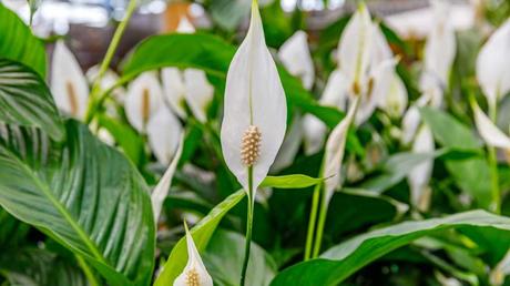 Beliebte Zimmerpflanzen