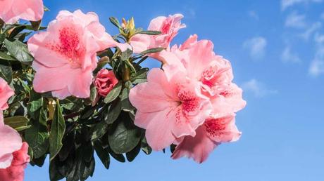 Beliebte Zimmerpflanzen