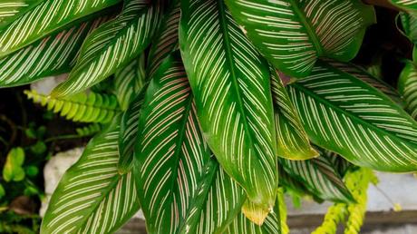 Beliebte Zimmerpflanzen