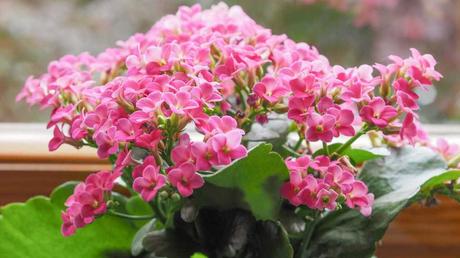 Beliebte Zimmerpflanzen