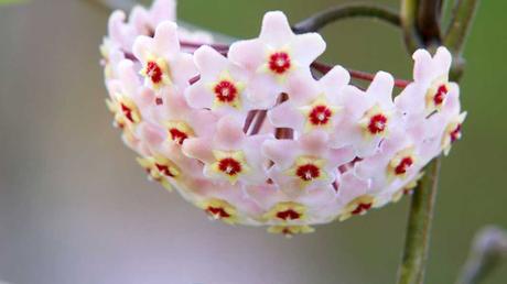 Beliebte Zimmerpflanzen