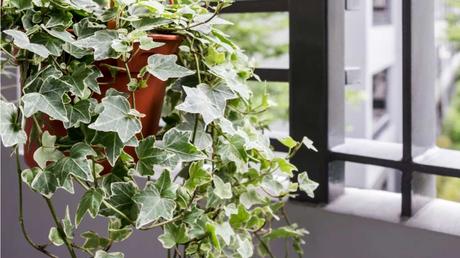 Sattes grün statt farbiger Blüte? Dann sind sie bei der Efeutute richtig.