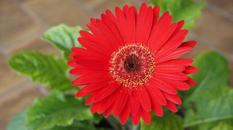 Die Gerbera ist eine der schönsten Zimmerpflanzen