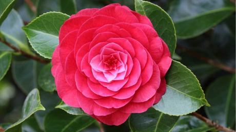 Blühende Zimmerpflanzen für Ihr Wohnzimmer: Die Top 12 der schönsten Pflanzen für Zuhause