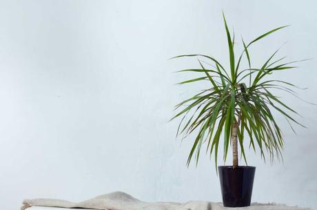 Der Drachenbaum ist ein Klassiker unter den Zimmerpflanzen