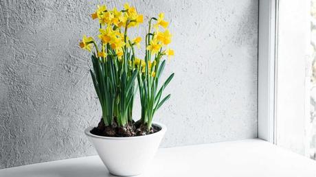 Blühende Zimmerpflanzen für Ihr Wohnzimmer: Die Top 12 der schönsten Pflanzen für Zuhause