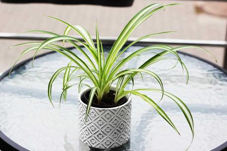 Die Grünlilie ist super pflegeleicht und trotzdem wunderschön! Wir empfehlen diese Pflanze für Ihr Wohnzimmer