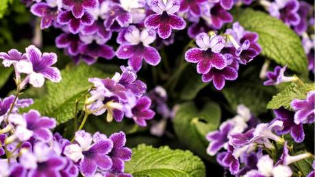 Die Drehfrucht ist eine wunderschöne blühende Zimmerpflanzen, die in jedes Wohnzimmer passt.