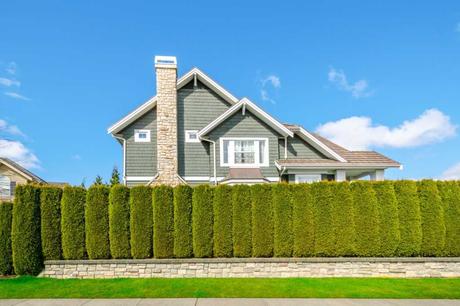 9 Immergrüne Heckenpflanzen