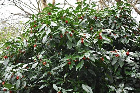 9 Immergrüne Heckenpflanzen