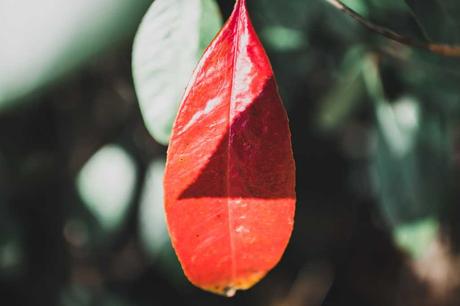 Blatt einer Glanzmispel