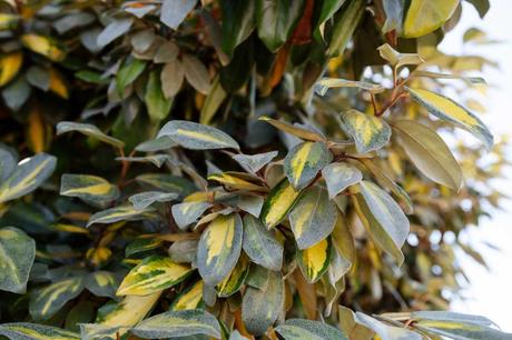 9 Immergrüne Heckenpflanzen