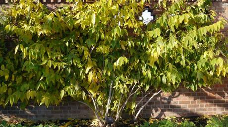 Top 13 Winterharte Hecken