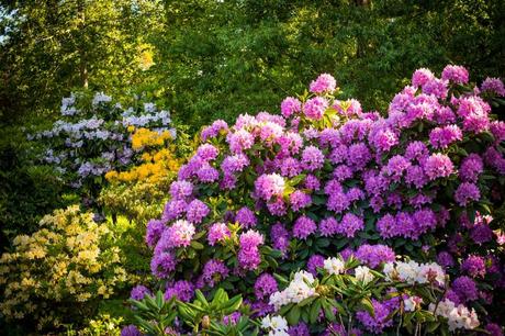 Rhododendron winterharte Hecken