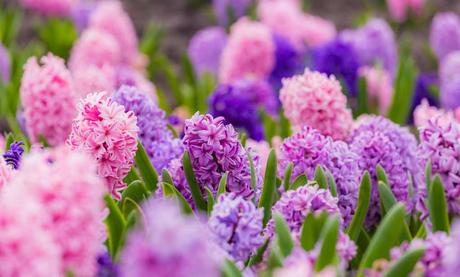 17 Blumen im Frühling, die bunte Vielfalt in den Garten bringen