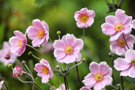 17 Blumen im Frühling, die bunte Vielfalt in den Garten bringen