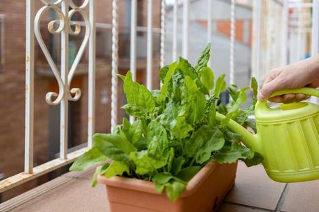 Salat im Blumenkasten wird auf dem Balkon gegossen. 