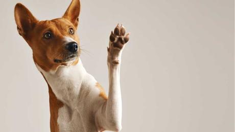 Wie geht es deinem Hund? Wir helfen dir, die Hundesprache zu verstehen. In diesem Text erfährst du 15 Verhaltensweisen und was sie bedeuten.