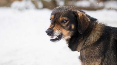 Der Hund zeigt seine Zähne, ohne zu knurren. In der Hundesprache ist das ein Zeichen dafür, dass er sein Revier beschützen möchte. 