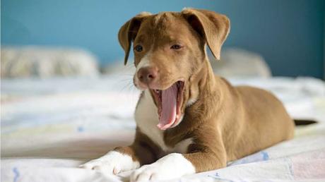 Auch das Gähnen hat in der Hundesprache eine Bedeutung. Damit gibt dir dein Hund zu verstehen, dass er sich ängstlich fühlt.