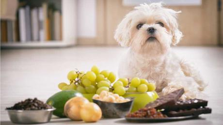 Es gibt viele Lebensmittel, wie Weintrauben, Schokolade oder Zwiebeln, die Hunde nicht fressen dürfen.