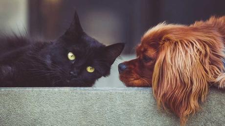 In diesem Beitrag zeigen wir 11 Hunde und Katzen, welche sich auch als Haustiere für Allergiker eignen.