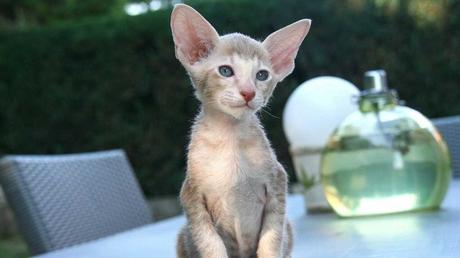 Diese Katze hat besonders große Ohren. Außerdem besitzt sie kein Unterfell, was sie zu einem sehr verträglichen Haustier macht. 