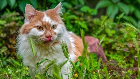 Pflanzen anzukauen oder zu fressen ist grundsätzlich unproblematisch, solange es sich um für Katzen ungiftige Pflanzen handelt.